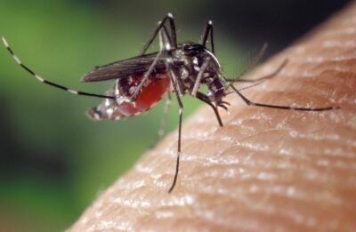 Dengue Fever