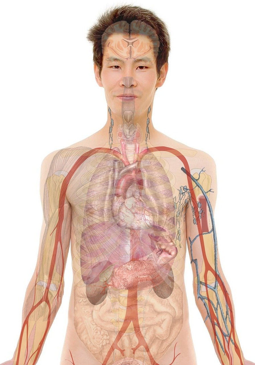Hepatitis A and Jaundice - anatomy, organs