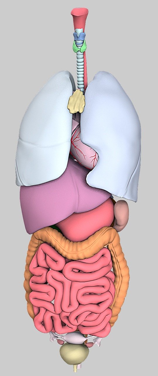 Hyperthyroidism - anatomy, organs