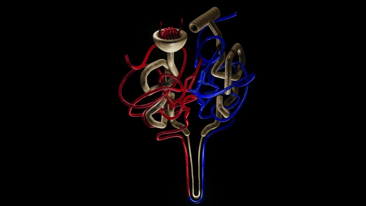 Kidney Infection (Pyelonephritis) - nephron, kidney