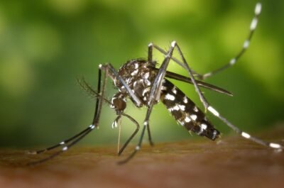 Malaria